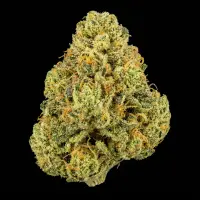 Jealousy X Banana Cream