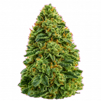 Not for Sale THC-A 1lb Flower - Glo